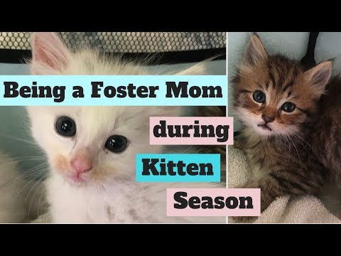 Kitten Season 2019 - Saving Homeless Cats & their Babies