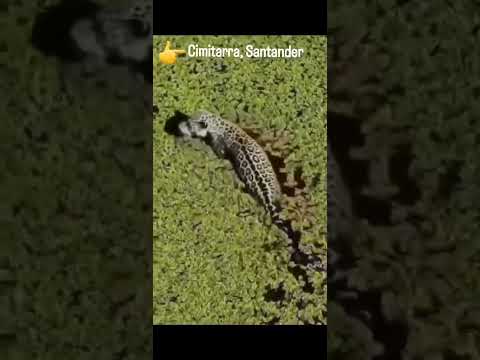 Majestuoso encuentro en el Magdalena Medio.