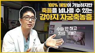 100% 예방가능한 강아지 질병 자궁축농증은 수술없이 치료가 가능할까?