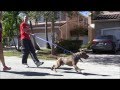 AGGRESSIVE PIT BULL - Destroys other Dogs ...