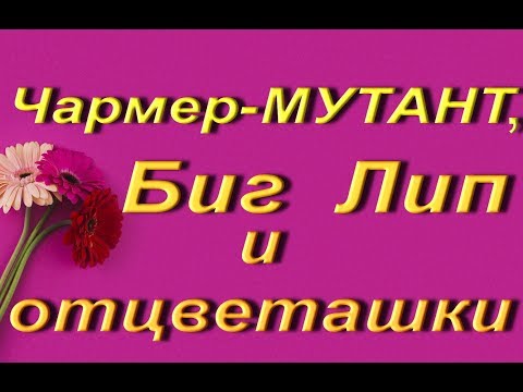 ОРХИДЕИ:распустился ЦВЕТОК-МУТАНТ у Чармера