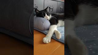 ひんやりベッドが大好きな猫 #shorts