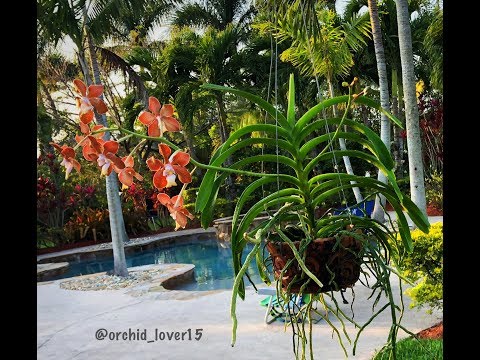 Vanda Orchid Care for Beginners, Watering and Fertilizing Vanda Orchids, Orchid Diva