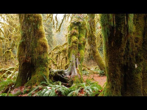 Hoh Rainforest, Olympic National Forest | 4K | Panasonic GH5