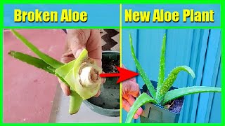 How To Grow Aloe Vera Plant From Cuttings or From Broken Stem Without Roots