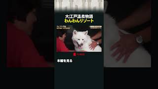 大江戸温泉物語 わんわんリゾート #カンブリア宮殿 #大江戸温泉物語 #わんわんリゾート #犬 #温泉 #ペット同伴