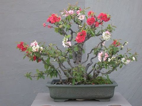 download lagu mp3 mp4 Toyo Nishiki Quince Bonsai, download lagu Toyo Nishiki Quince Bonsai gratis, unduh video klip Toyo Nishiki Quince Bonsai