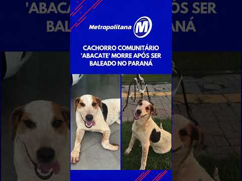 Cachorro comunitário 'Abacate' morre após ser baleado no Paraná