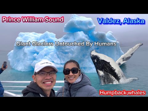 [P48] Đi Tàu Phá Băng Săn Lùng Cá Voi Humpback Sư Tử Biển Qua Những Tảng Băng Niên Kỷ Alasca