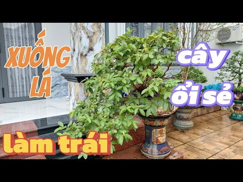 Xuống lá làm trái cho cây ổi sẻ sau 13 năm nuôi trồng