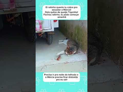novo contratado