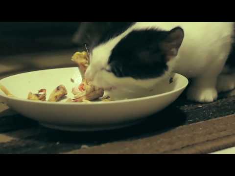 Kitten Eating Raw Chicken Bones