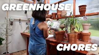 GREENHOUSE CHORES | Monstera makeover, plant haul, & more!