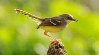 Download lagu SUARA MASTERAN CIGUN NGEBREN JERNIH SUARA GEMERCIK AIR DURASI 1 JAM DENGAN JEDA mp3 Download lagu SUARA MASTERAN CIGUN NGEBREN JERNIH SUARA GEMERCIK AIR DURASI 1 JAM DENGAN JEDA mp3