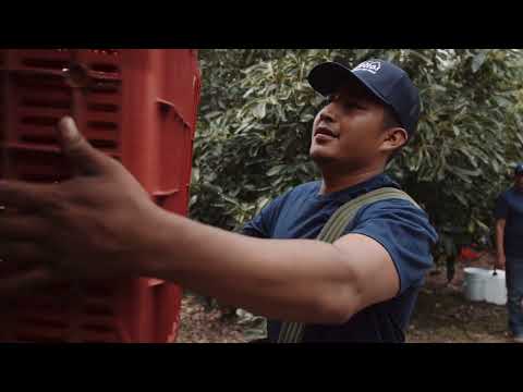 Avocados That are Better for People and Nature