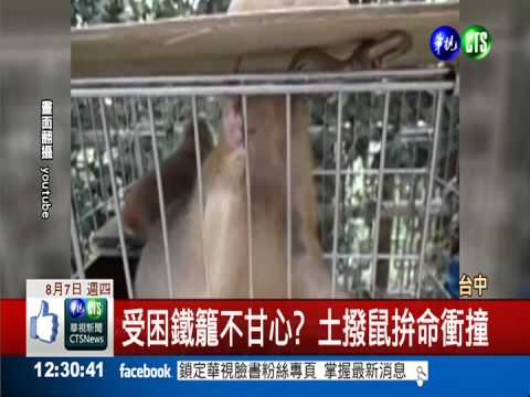 想逃離牢籠? 土撥鼠衝撞玻璃櫃