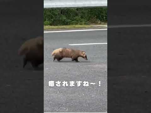 生命医科学科 #九州医療科学大学　アナグマ発見！九州医療科学大学は宮崎県延岡市の非常に自然豊かな環境にあります！こんな光景に出くわすことも良くあります！#shorts
