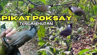 Download lagu PIKAT POKSAY HONGKONG HUTAN mp3 Download lagu PIKAT POKSAY HONGKONG HUTAN mp3