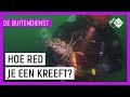 KREEFTEN BIJTEN, DUS PAS OP! #5 | Duikverhalen van De Buitendienst | NPO Zapp
