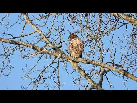 Pair of Red Tailed Hawks