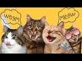 Suara Kucing Lucu Dan Anak Kucing Mengeong