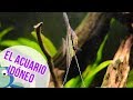 PEZ ÁNGEL - ESCALAR, UN ACUARIO PARA ESCALARES PEZ ÁNGEL - ESCALAR, UN ACUARIO PARA ESCALARES