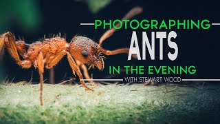 How to Photograph Ants at Dusk: Best Tips for Evening Macro Photography