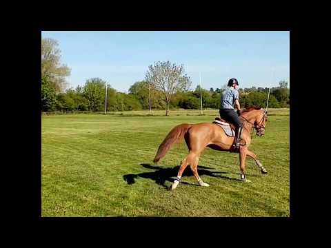 6y. Wallach/gelding v. Marius Claudius - Pachat II
