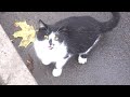 Tuxedo Lady Cat Meowing And Bunny Cat Bites My Hand
