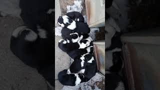 BORDER COLLIE puppies for sale , wade, nc