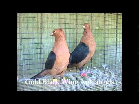 Gold Black Wing Archangel Pair