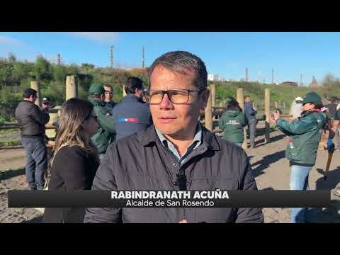 Aplican microchips a equinos en San Rosendo para prevenir robos y reforzar control sanitario