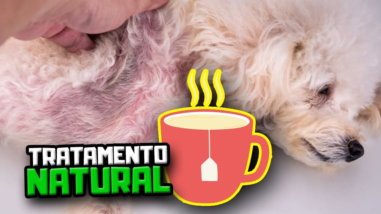Como tratar Malassezia em casa de FORMA NATURAL | Dr. Edgard Gomes | Alimentação natural para Cães