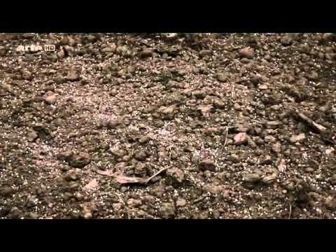 Die Phosphor Krise - Das Ende der Menschheit - Die Phosphor Krise - Teil 1