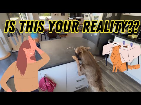 How to stop your dog stealing food and counter surfing