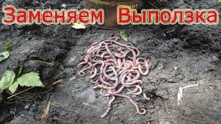 Наживки для ловли сома на квок