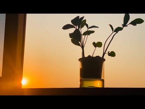 Photosynthetic in 2025