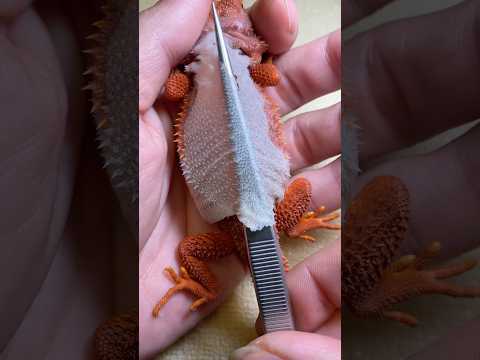 Before and after using a UVB lamp, the difference in my bearded dragon's shedding is incredible!