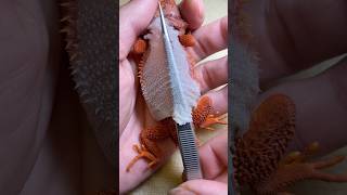 Before and after using a UVB lamp, the difference in my bearded dragon&#39;s shedding is incredible!