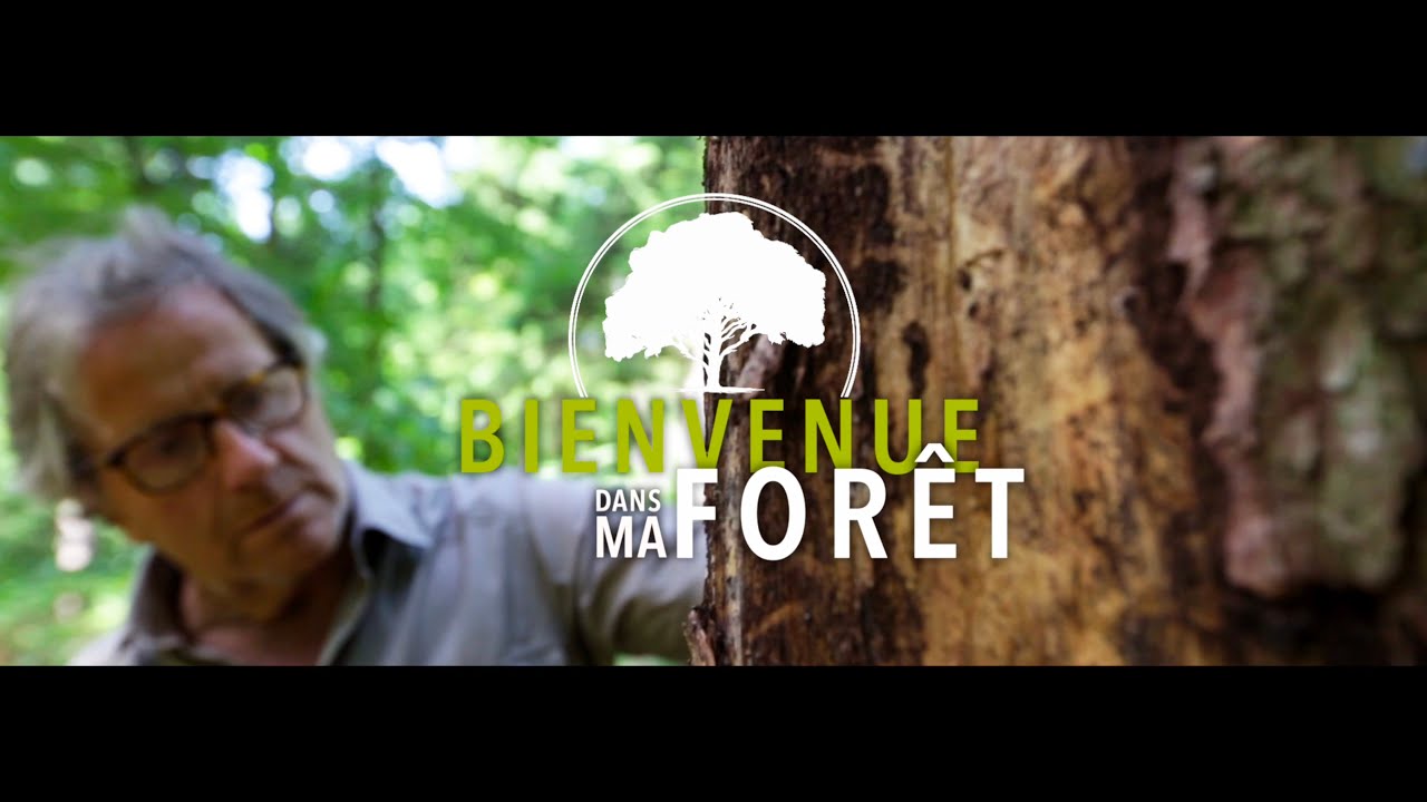 Bienvenue dans ma forêt