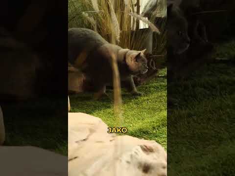 Jeho kocour je opravdový filmový herec! (@ aaron animals)