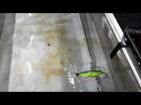 Воблер ROZEMEIJER TAIL SWINGER Floating - 16cm - 55g / 0.3 - 2m / Red Head Воблер ROZEMEIJER TAIL SWINGER Floating - 16cm - 55g / 0.3 - 2m / Red Head