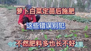 Download the video "蘿蔔白菜定苗後如何施肥？這些錯誤別犯，不然施肥再多也長不好"