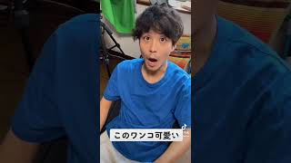 ウチのワンちゃん(30)がアホかわ #shorts