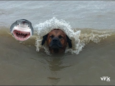 Dog Survives Shark Attack