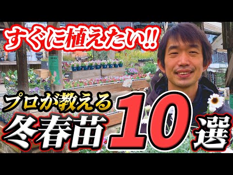  11月にウィンドウボックスに植える花は何ですか?すべての園芸家に人気のトップ 5 品種  庭園