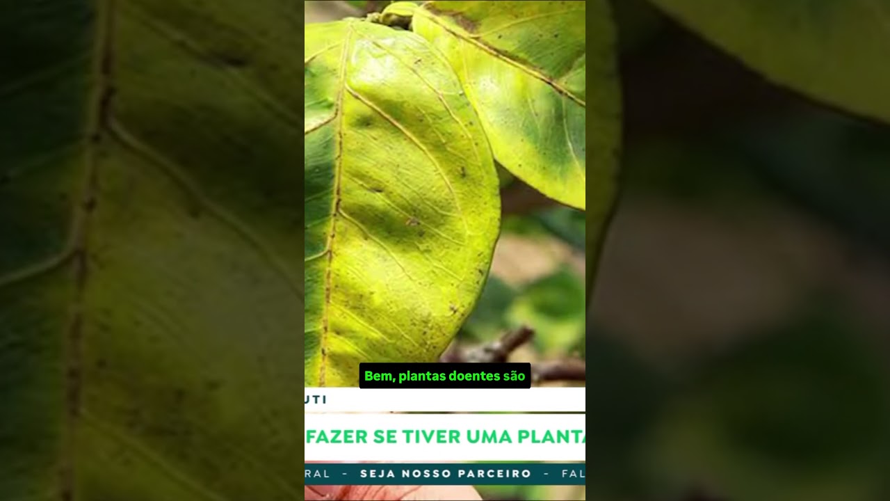 Citros: o que fazer se tiver uma planta doente no pomar?