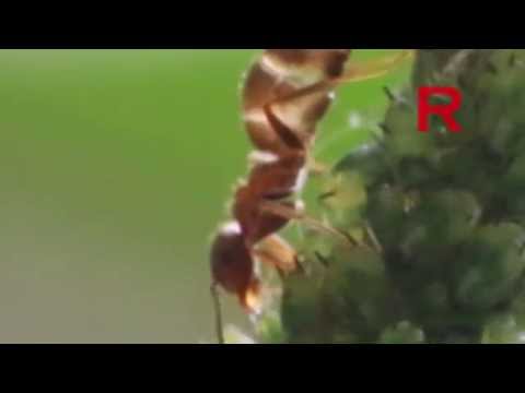 Aphids & Ants || Bladluizen en Mieren