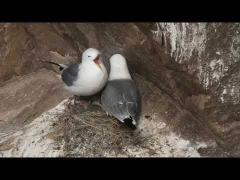 GAVIOTA TRIDÁCTILA | KITTIWAKE | Rissa tridactyl