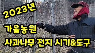 사과나무 전지 시기 그리고 도구 2023년 가을농원 (사과재배)
